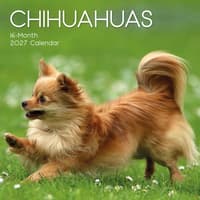 image Chihuahuas 2027 Wall Calendar Main Product Image