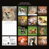 image Chihuahuas 2027 Wall Calendar First Alternate Image