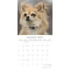 image Chihuahuas 2027 Wall Calendar Second Alternate Image