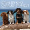 image Cavalier King Charles Spaniels 2027 Wall Calendar Main Product Image