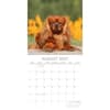 image Cavalier King Charles Spaniels 2027 Wall Calendar Second Alternate Image
