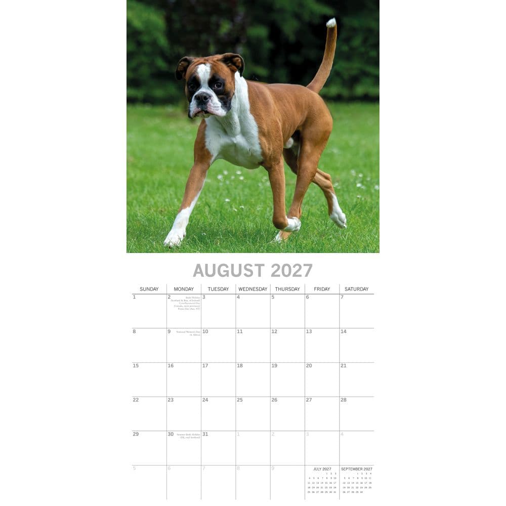 Boxers 2027 Wall Calendar Second Alternate Image