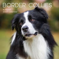 image Border Collies 2027 Wall Calendar Main Product Image