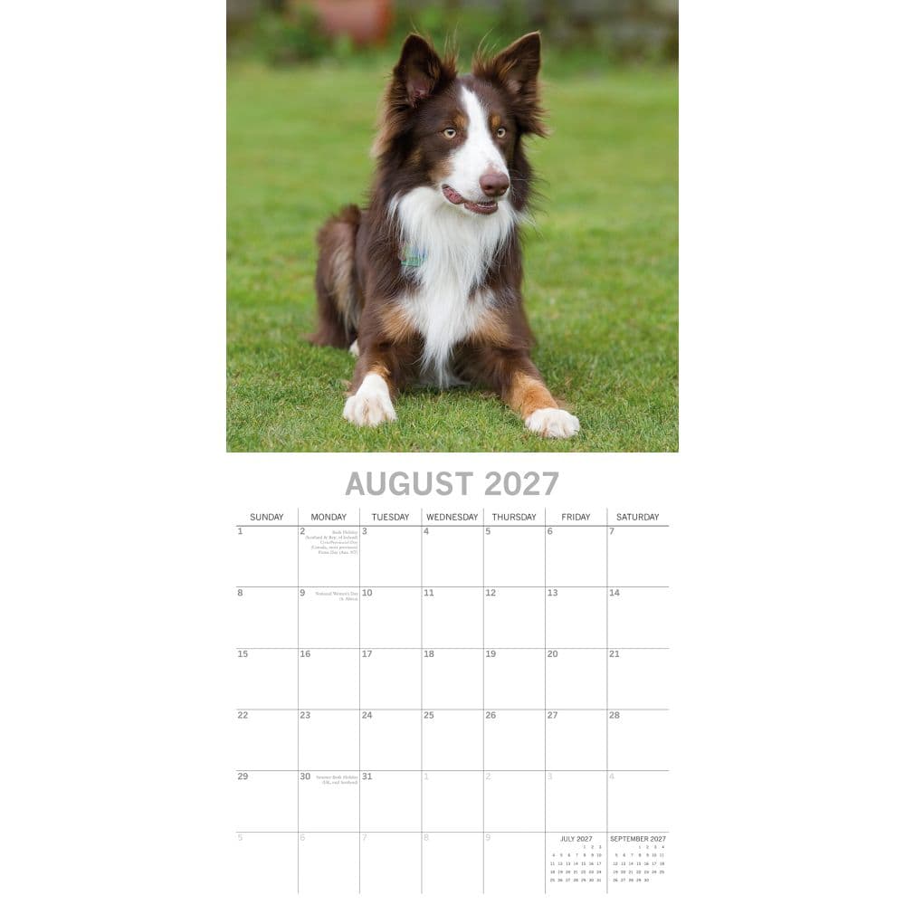 Border Collies 2027 Wall Calendar Second Alternate Image