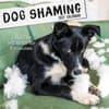 image Dog Shaming 2027 Wall Calendar Main Product Image