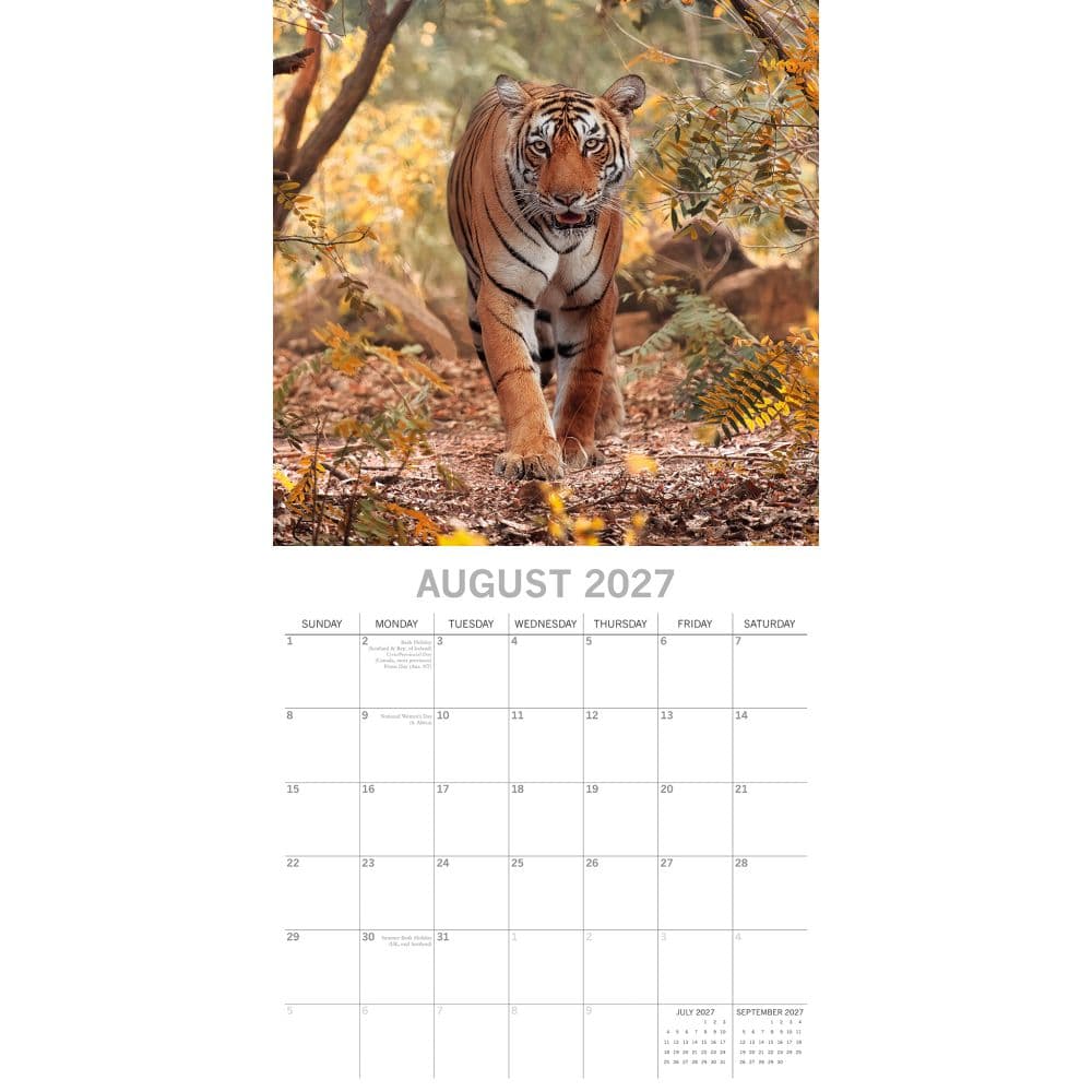 Tigers 2027 Wall Calendar Second Alternate Image