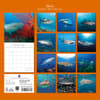 image Sharks 2027 Wall Calendar First Alternate Image