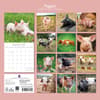 image Piggies 2027 Wall Calendar First Alternate Image