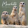 image Meerkats 2027 Wall Calendar Main Product Image
