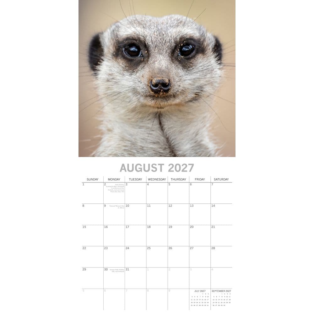Meerkats 2027 Wall Calendar Second Alternate Image