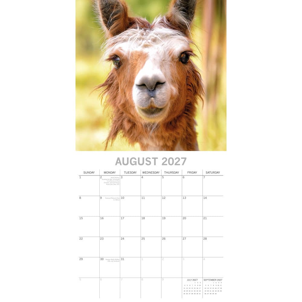 Llamas 2027 Wall Calendar Second Alternate Image