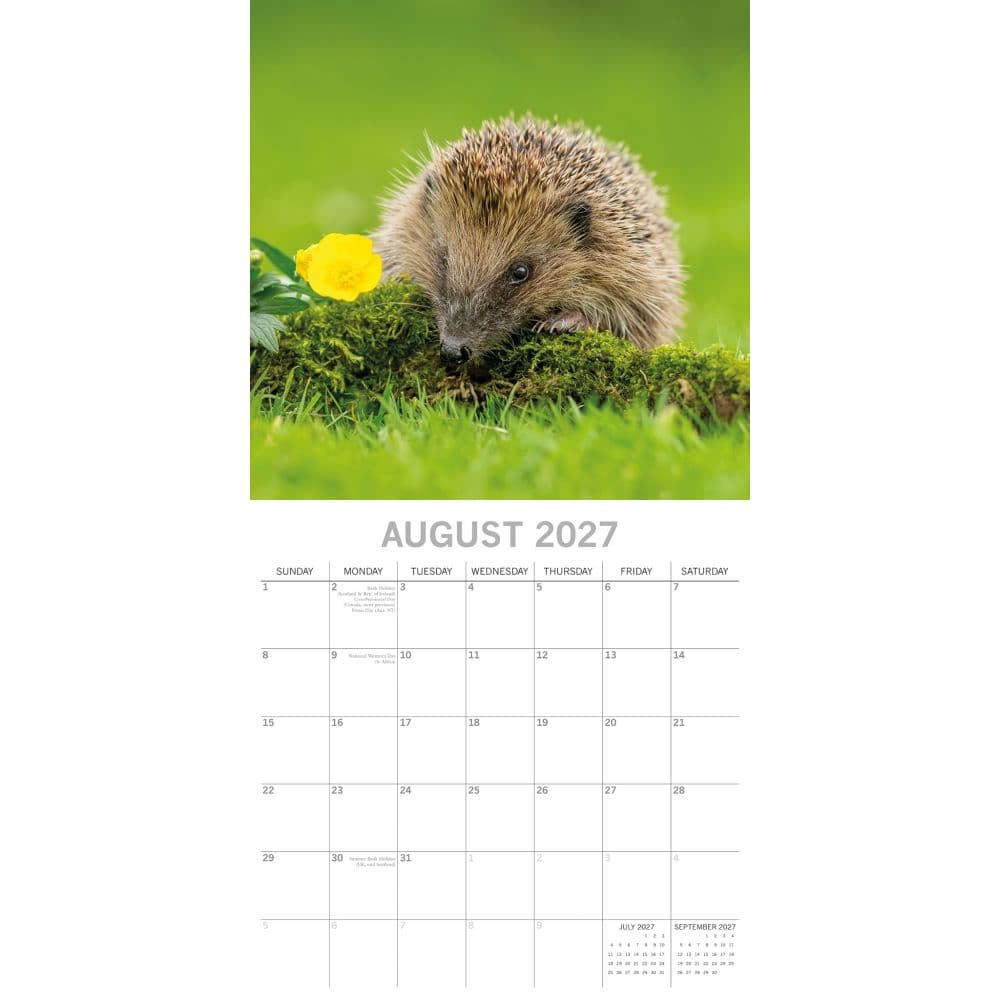 Hedgehogs 2027 Wall Calendar Second Alternate Image