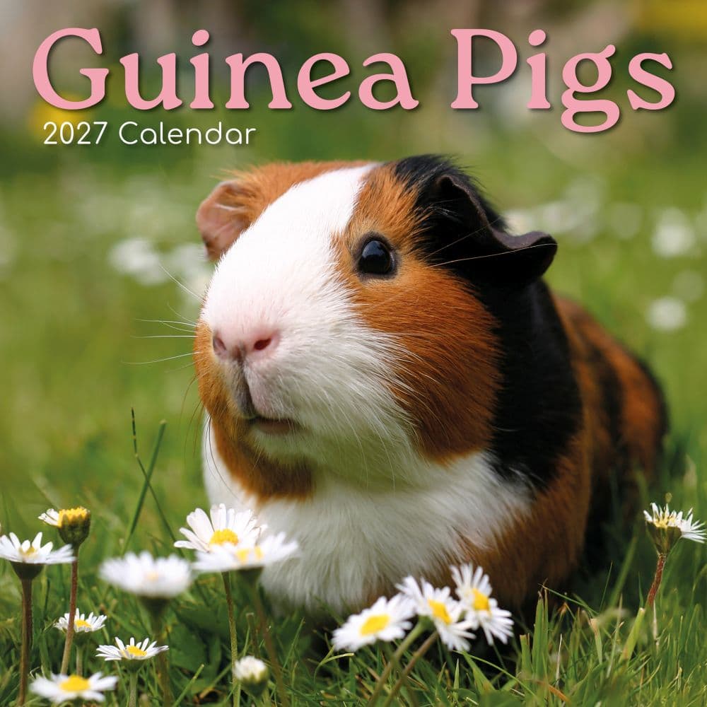 Guinea Pigs 2027 Wall Calendar Main Product Image