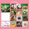 image Guinea Pigs 2027 Wall Calendar First Alternate Image