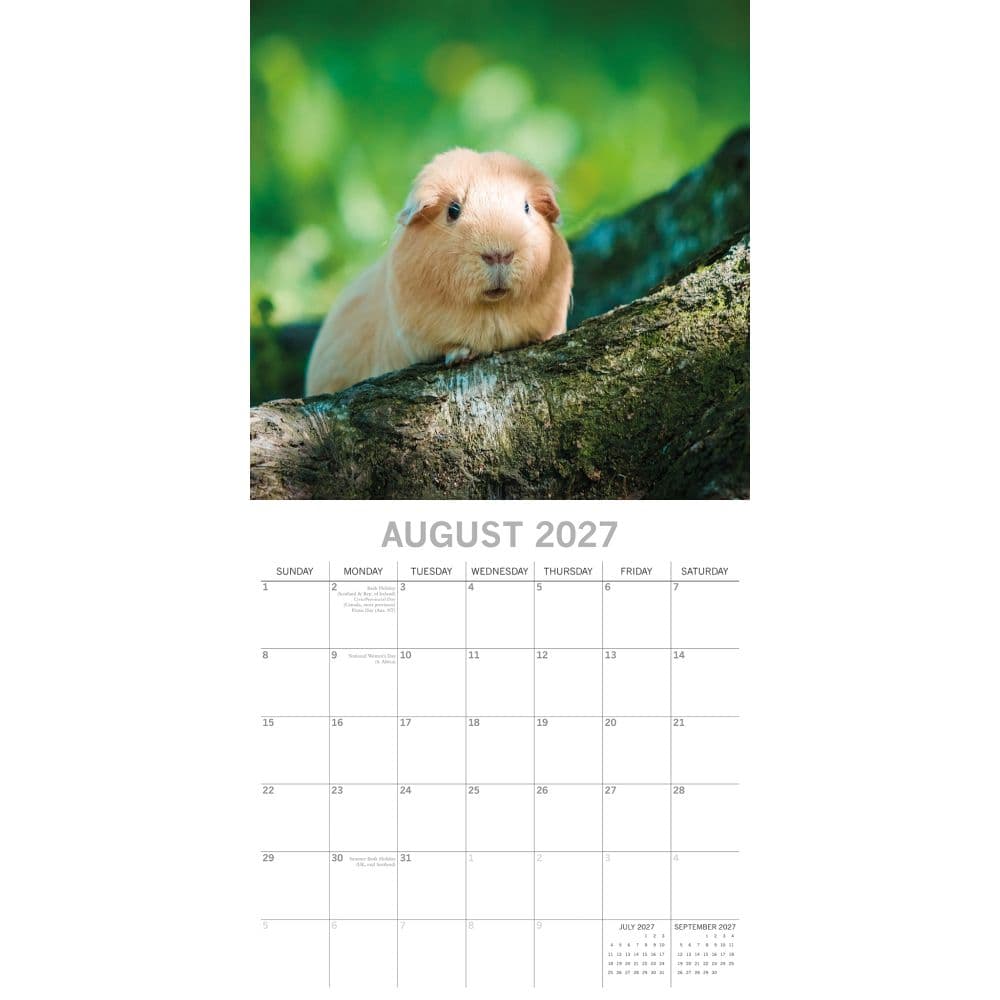 Guinea Pigs 2027 Wall Calendar Second Alternate Image
