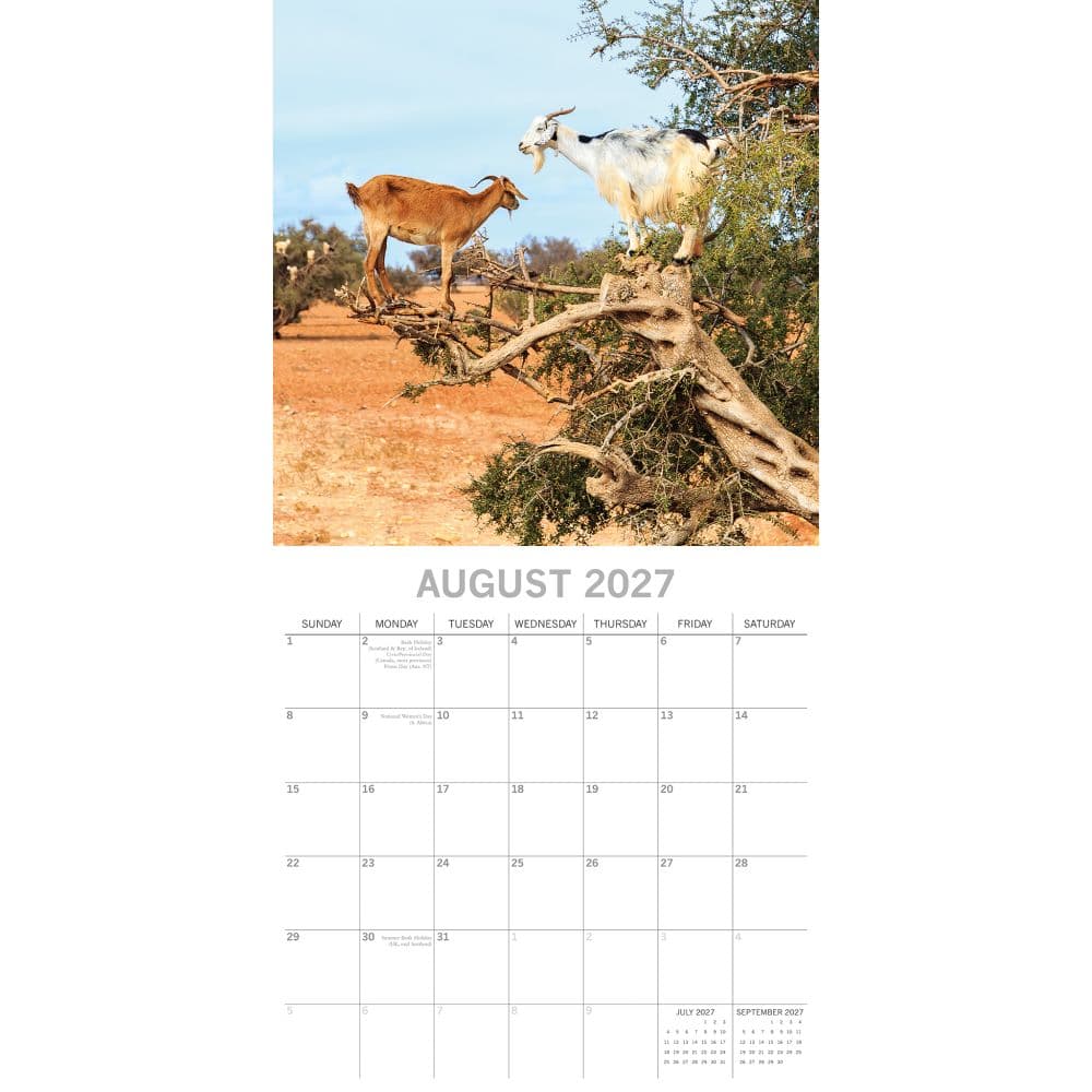 Goats in Trees 2027 Wall Calendar Second Alternate Image