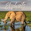 image Elephants 2027 Wall Calendar Main Product Image