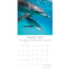 image Dolphins 2027 Wall Calendar Second Alternate Image