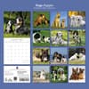 image Dogs and Puppies 2027 Wall Calendar First Alternate Image