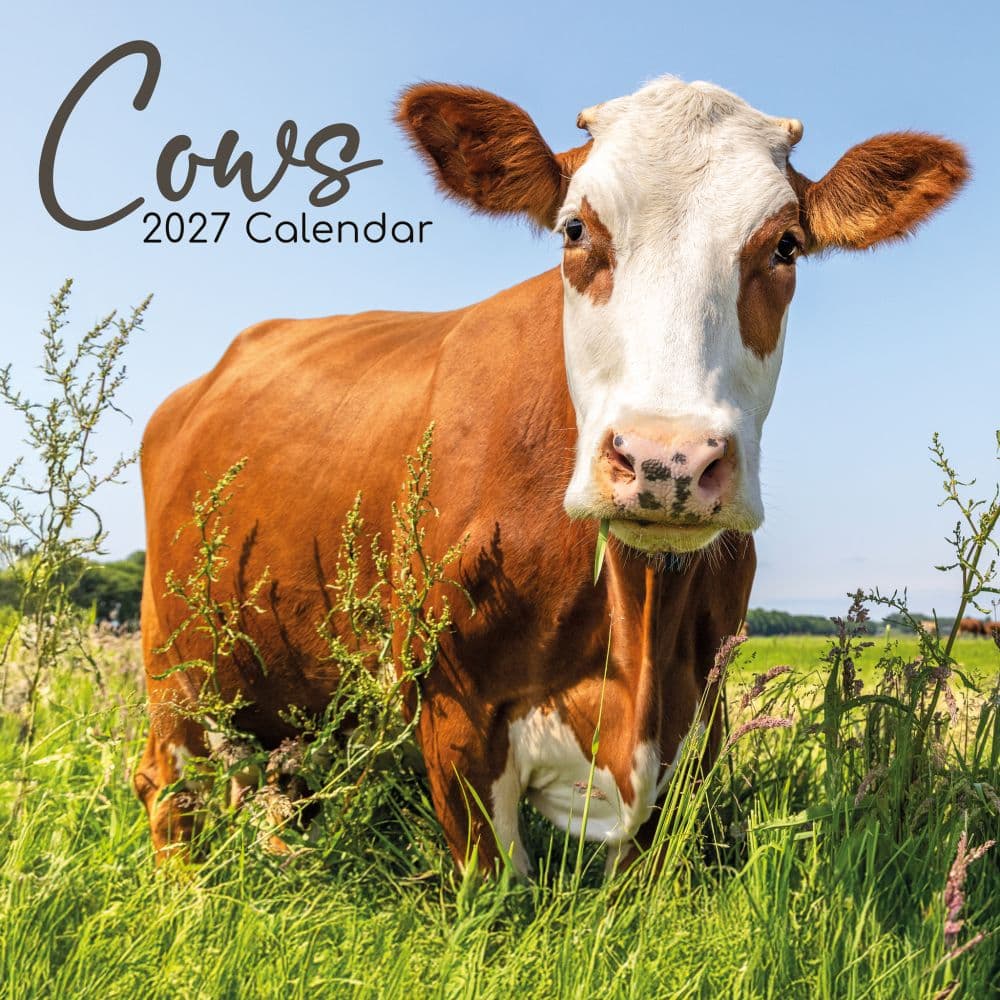 image Cows 2027 Wall Calendar Main Product Image