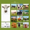 image Cows 2027 Wall Calendar First Alternate Image