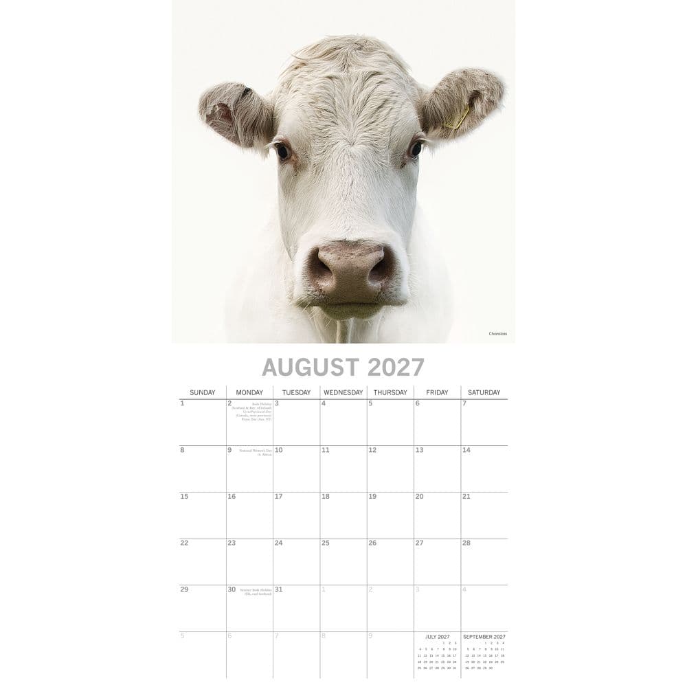 Cows 2027 Wall Calendar Second Alternate Image
