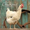 image Chickens 2027 Wall Calendar Main Product Image