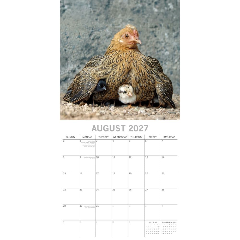 Chickens 2027 Wall Calendar Second Alternate Image