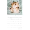 image Cat Naps 2027 Wall Calendar Second Alternate Image