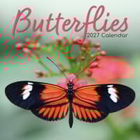 image Butterflies 2027 Wall Calendar Main Product Image