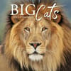 image Big Cats 2027 Wall Calendar Main Product Image