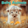 image Baby Animals 2027 Wall Calendar Main Product Image