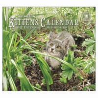 image Kittens 2027 Wall Calendar by Sueellen Ross Main Product Image