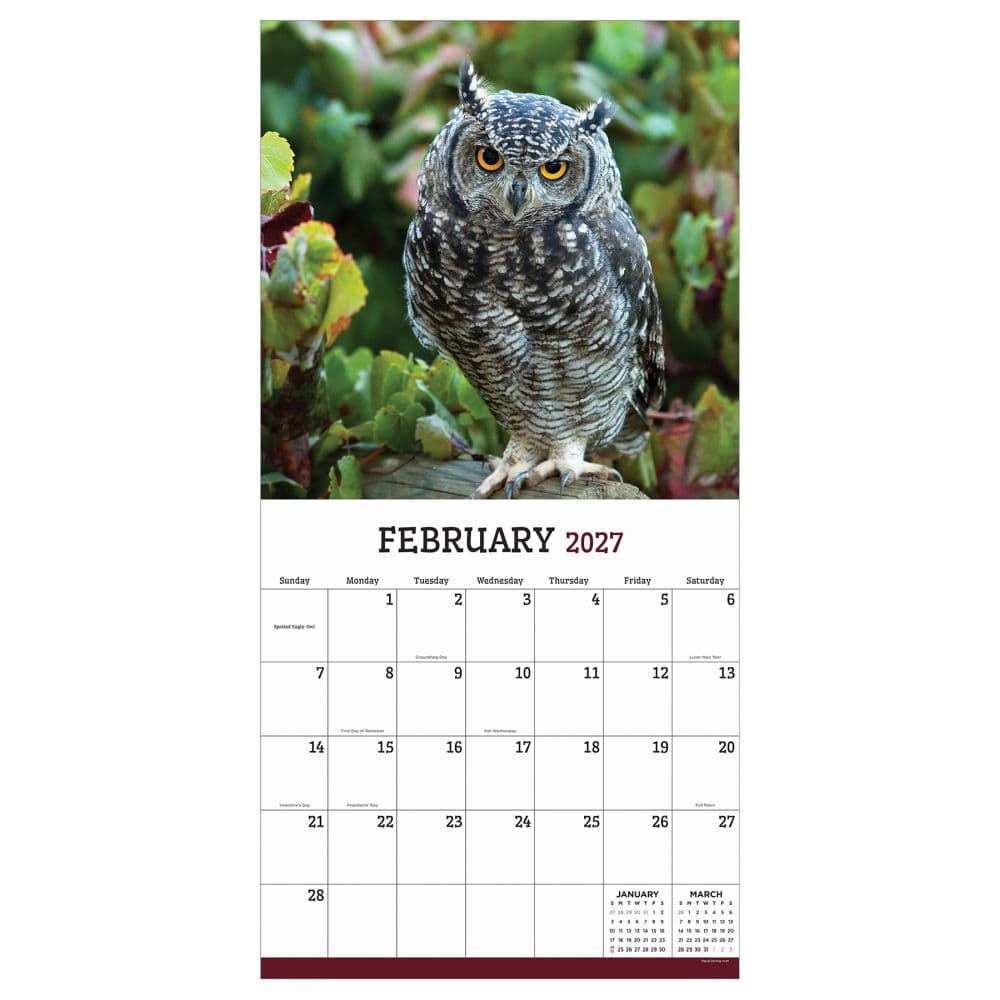 Owls 2027 Wall Calendar Third Alternate Image