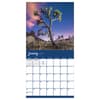 image Trees 2027 Wall Calendar Second Alternate Image