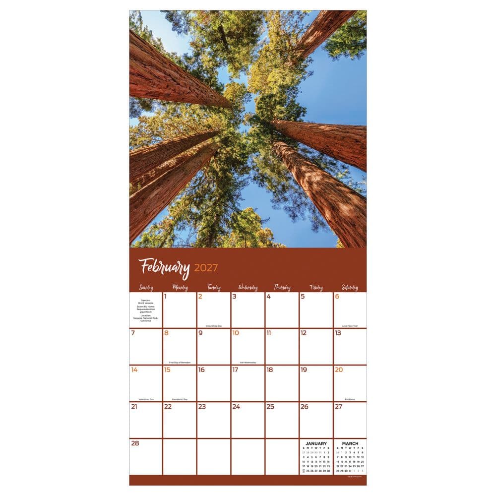 Trees 2027 Wall Calendar Third Alternate Image