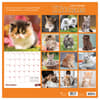 image Kittens 2027 Wall Calendar First Alternate Image