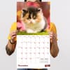 image Kittens 2027 Wall Calendar Fifth Alternate Image