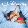 image Cat Dreams 2027 Wall Calendar Main Product Image