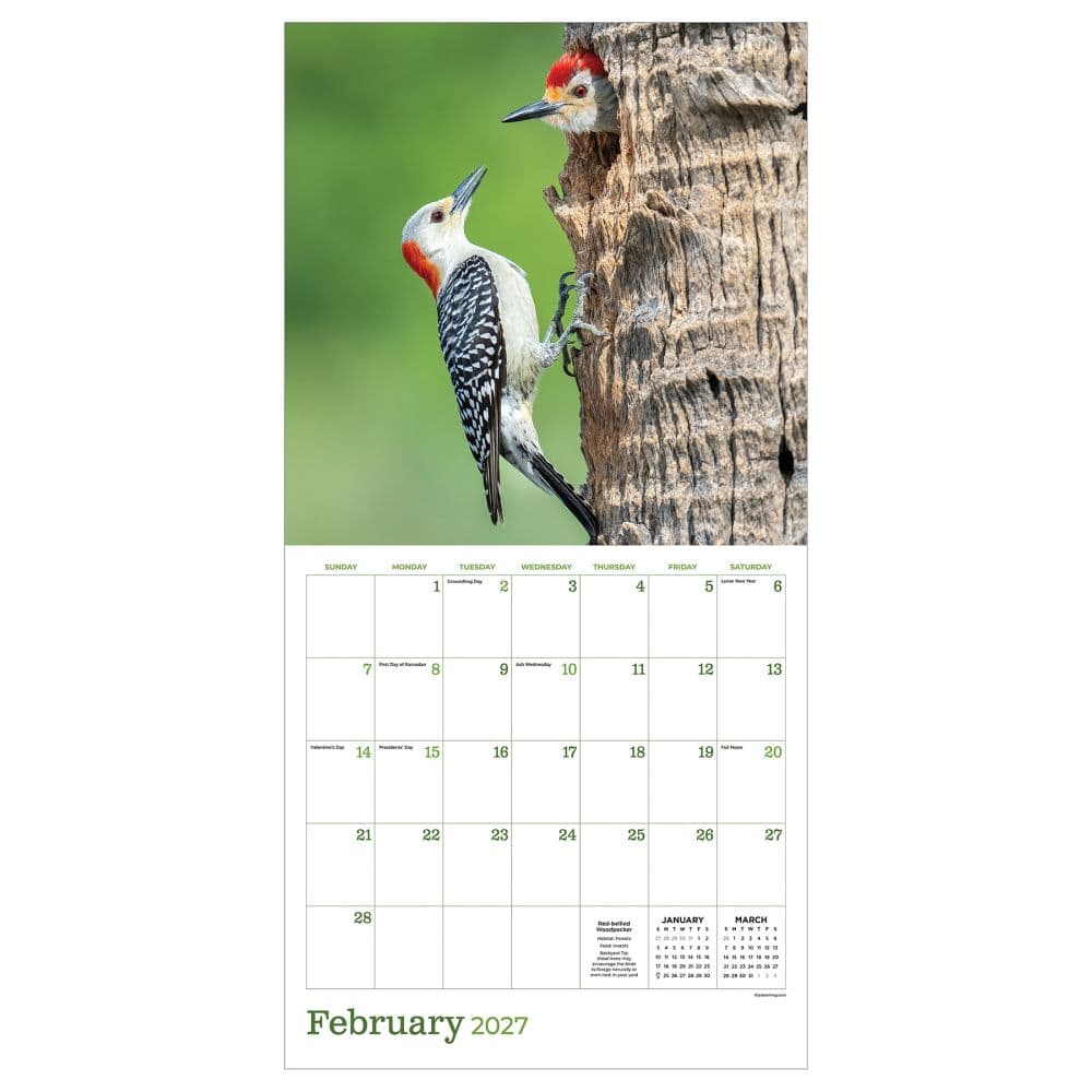Backyard Birds 2027 Wall Calendar Third Alternate Image