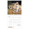 image Baby Animals 2027 Wall Calendar Third Alternate Image