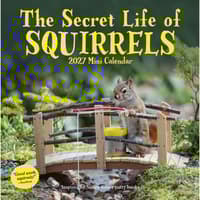 image Secret Life of Squirrels 2027 Mini Wall Calendar Main Product Image