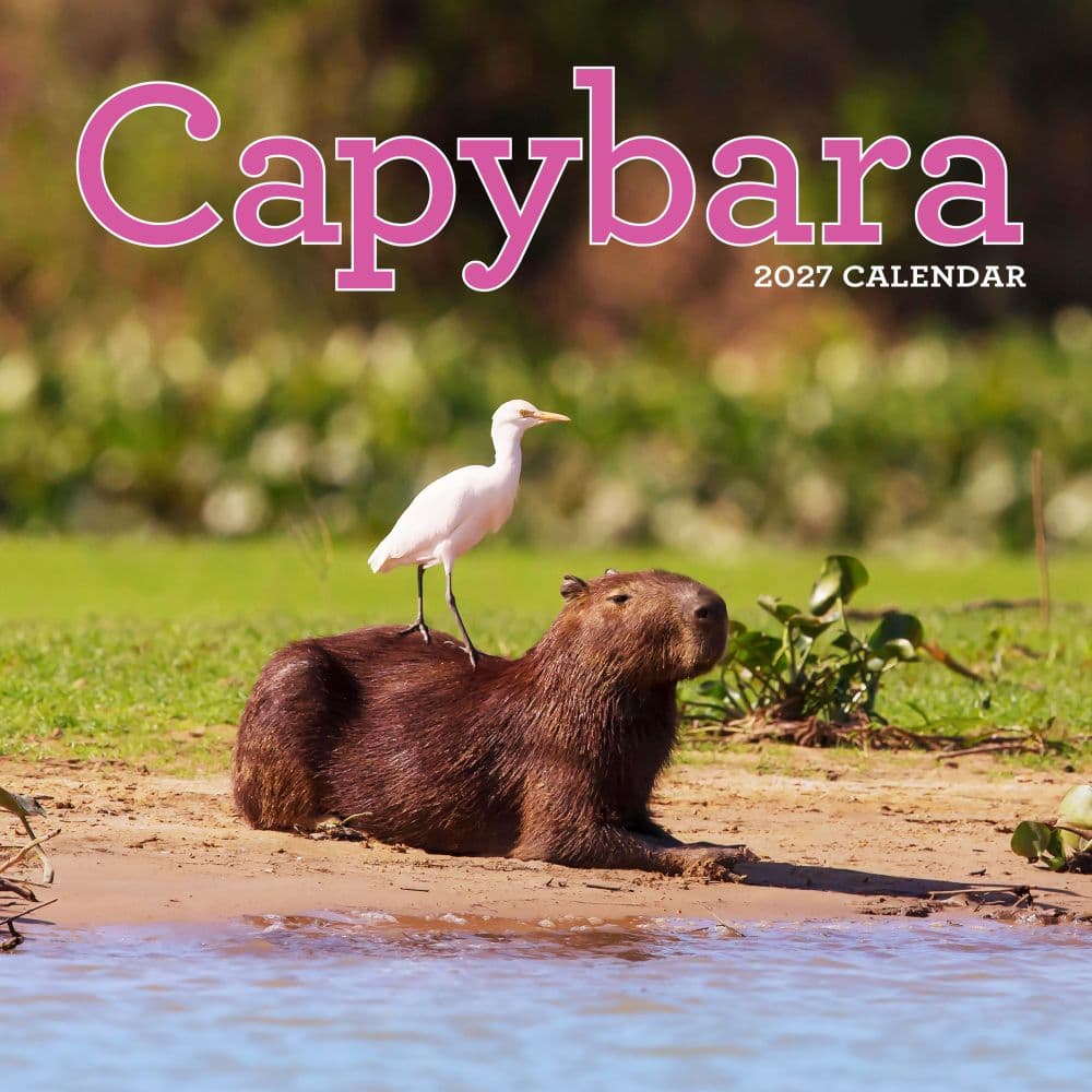 Capybara 2027 Wall Calendar Main Product Image