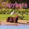 image Capybara 2027 Wall Calendar Main Product Image