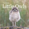 image Audubon Little Owls 2027 Mini Wall Calendar Main Product Image