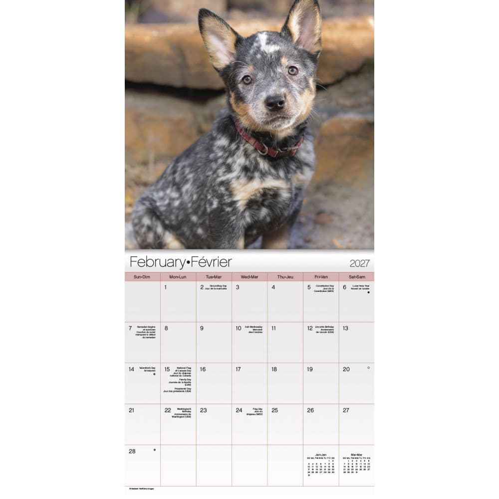 Puppies -Bilingual French- 2027 Mini Wall Calendar Second Alternate Image