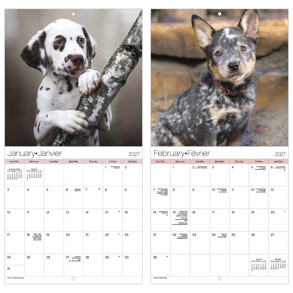 Puppies -Bilingual French- 2027 Mini Wall Calendar Fifth Alternate Image