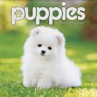 image Puppies 2027 Mini Wall Calendar Main Product Image