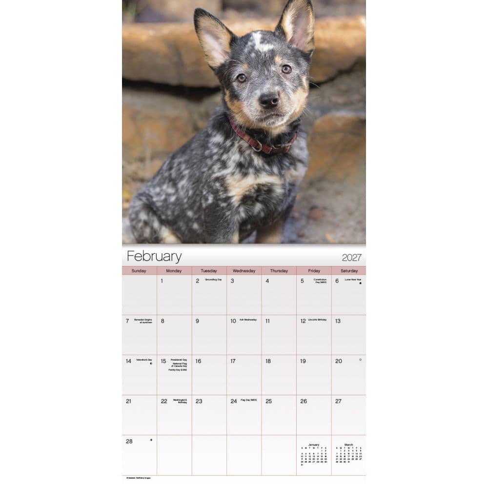 Puppies 2027 Mini Wall Calendar Second Alternate Image