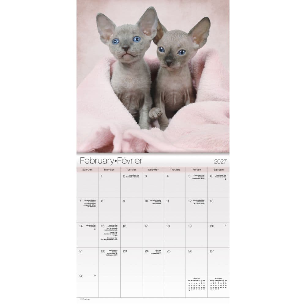 Cuddly Kittens -Bilingual French- 2027 Mini Wall Calendar Second Alternate Image
